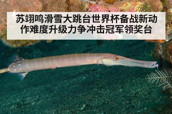 苏翊鸣滑雪大跳台世界杯备战新动作难度升级力争冲击冠军领奖台